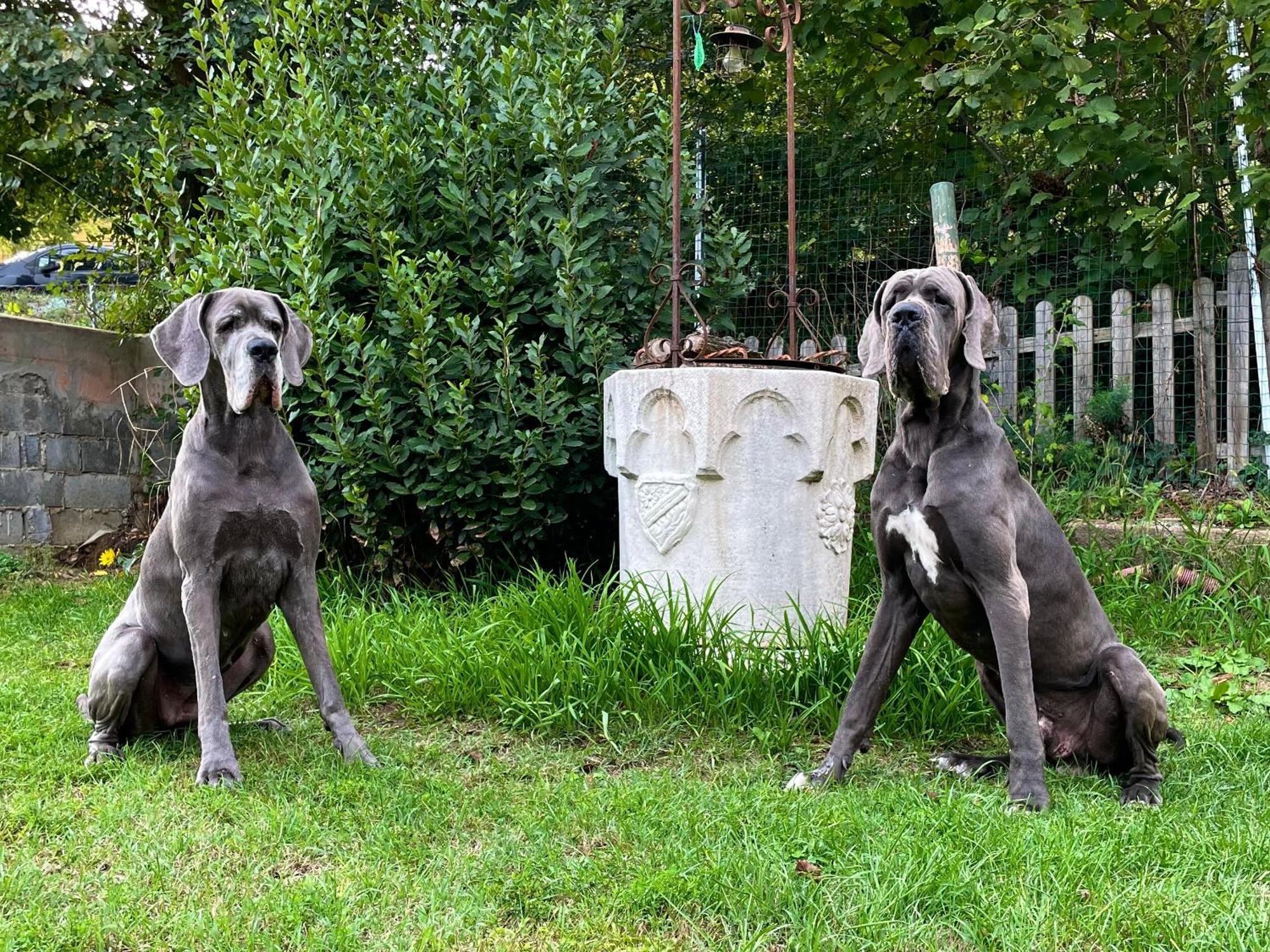 Bnb Dog And Friend Rocchetta Tanaro Exteriör bild